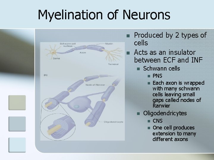 Myelination of Neurons n n Produced by 2 types of cells Acts as an