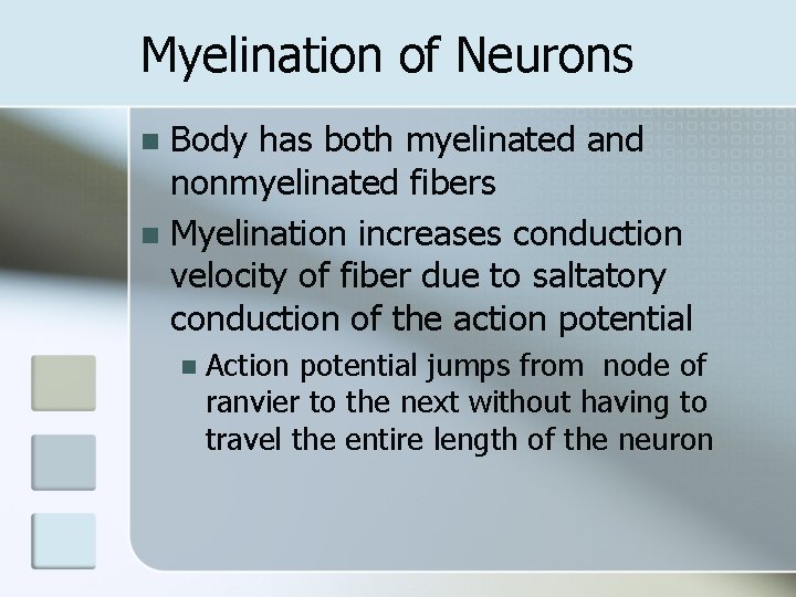 Myelination of Neurons Body has both myelinated and nonmyelinated fibers n Myelination increases conduction