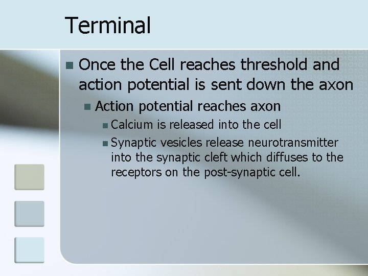 Terminal n Once the Cell reaches threshold and action potential is sent down the