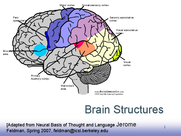 Motor cortex Somatosensory cortex Sensory associative cortex Pars opercularis Visual associative cortex Broca’s area