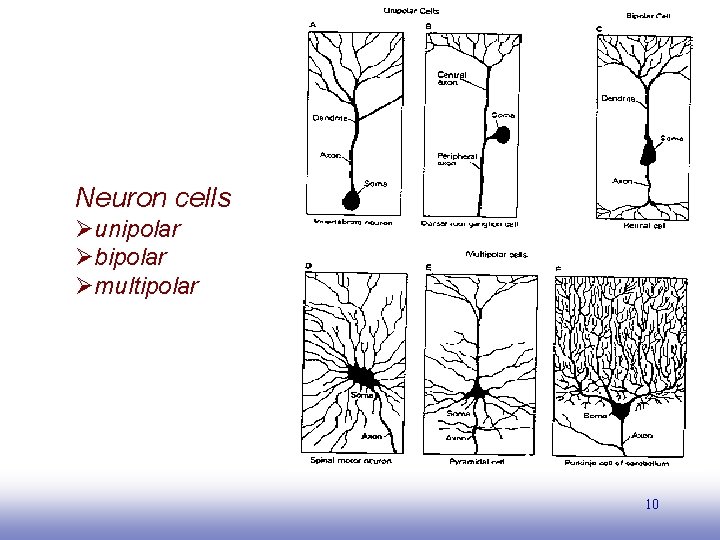 Neuron cells Øunipolar Øbipolar Ømultipolar 10 EE 141 