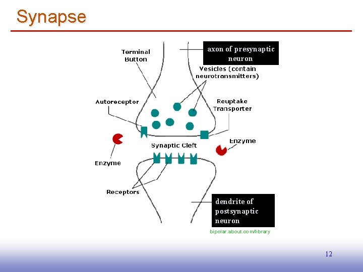 Synapse axon of presynaptic neuron dendrite of postsynaptic neuron bipolar. about. com/library 12 EE