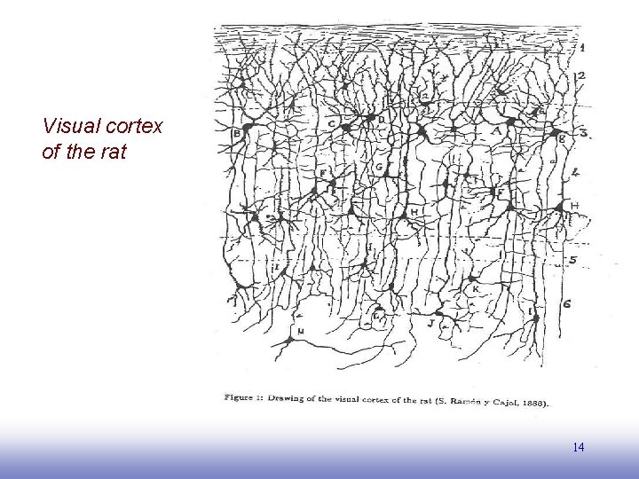 Visual cortex of the rat 14 EE 141 