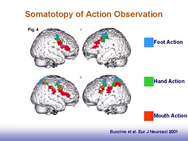 Somatotopy of Action Observation Foot Action Hand Action Mouth Action Buccino et al. Eur