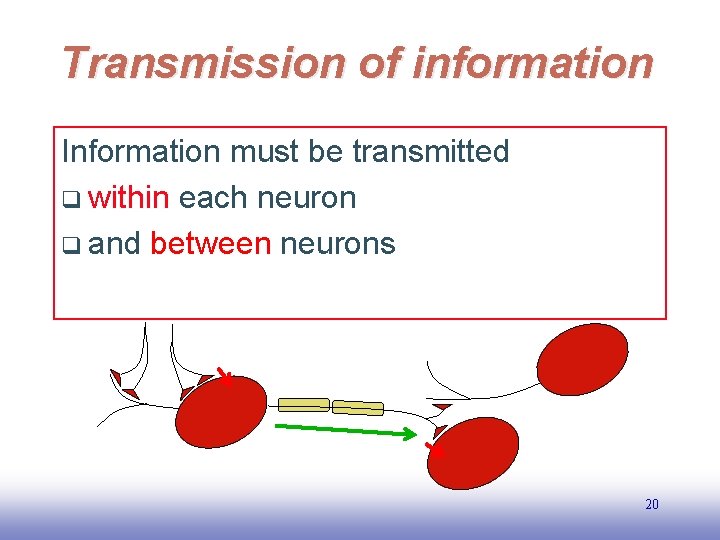 Transmission of information Information must be transmitted q within each neuron q and between