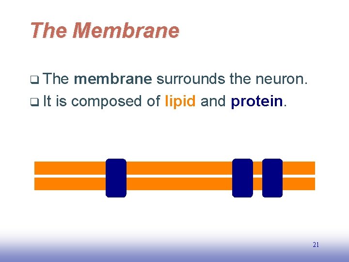 The Membrane q The membrane surrounds the neuron. q It is composed of lipid