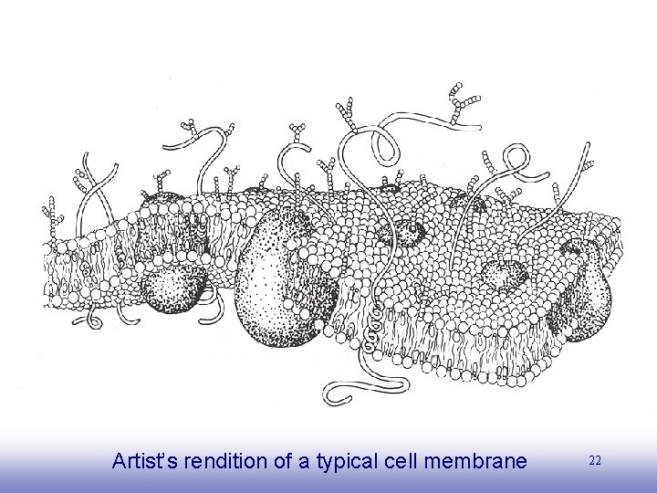 EE 141 Artist’s rendition of a typical cell membrane 22 