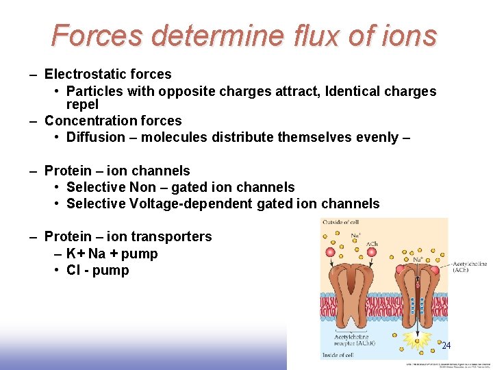 Forces determine flux of ions – Electrostatic forces • Particles with opposite charges attract,