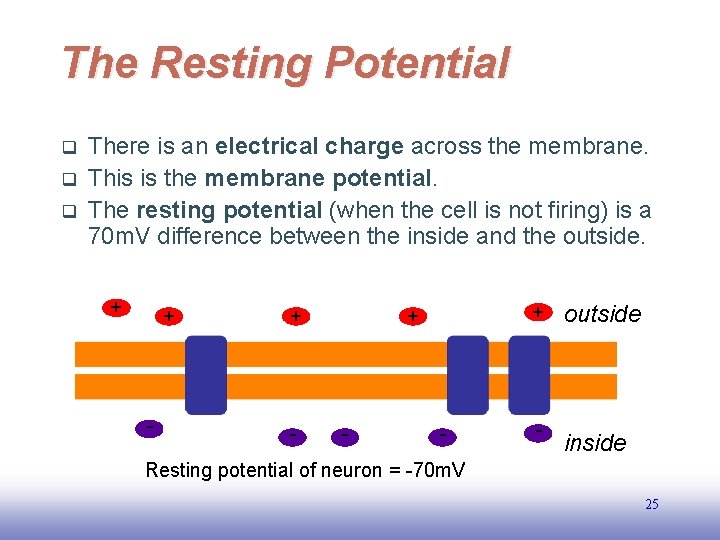 The Resting Potential outside - - + - - q + q There is