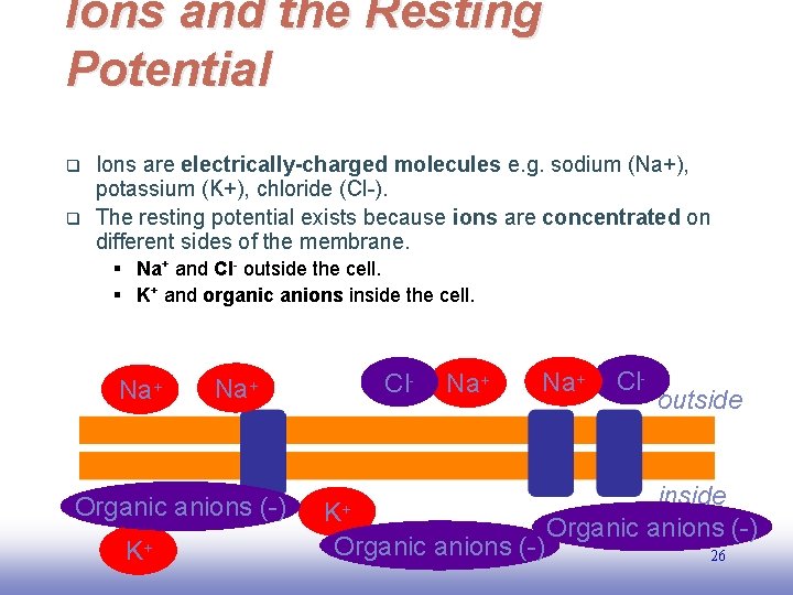 Ions and the Resting Potential q q Ions are electrically-charged molecules e. g. sodium