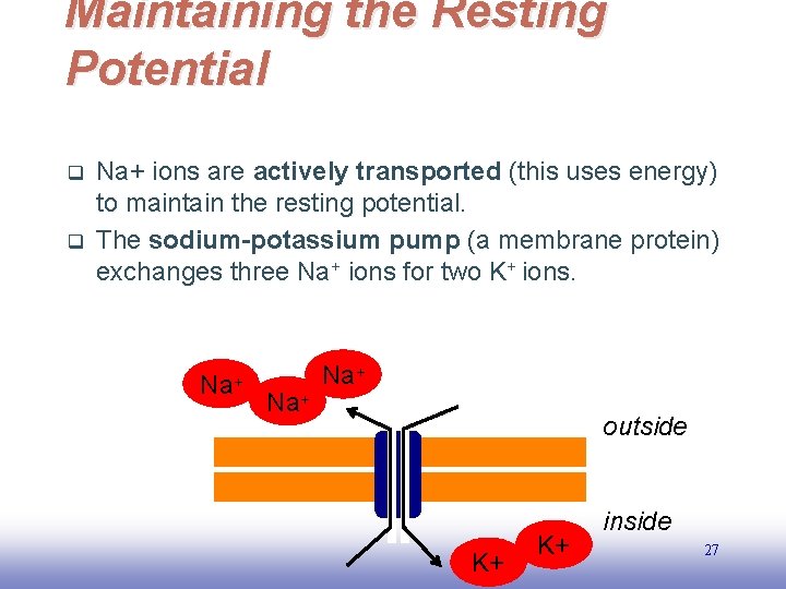 Maintaining the Resting Potential q q Na+ ions are actively transported (this uses energy)