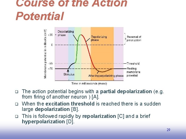 Course of the Action Potential q q q The action potential begins with a