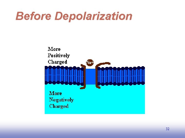 Before Depolarization 32 EE 141 