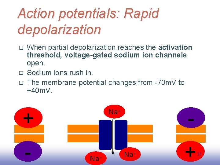 Action potentials: Rapid depolarization q q q When partial depolarization reaches the activation threshold,