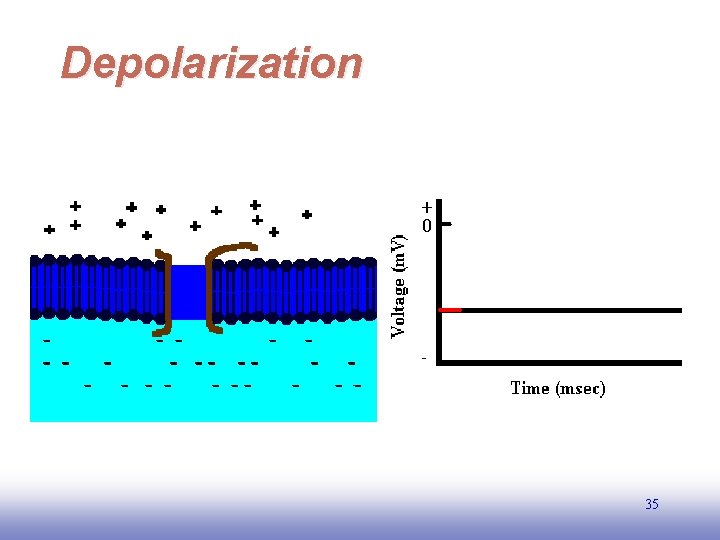 Depolarization 35 EE 141 