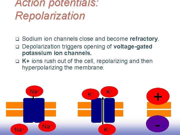 Action potentials: Repolarization q q q Sodium ion channels close and become refractory. Depolarization