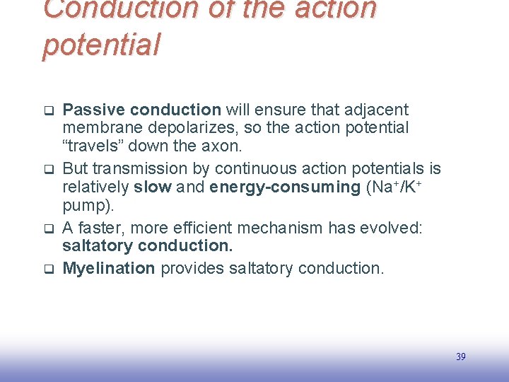 Conduction of the action potential q q Passive conduction will ensure that adjacent membrane