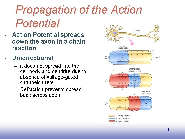 Propagation of the Action Potential • Action Potential spreads down the axon in a