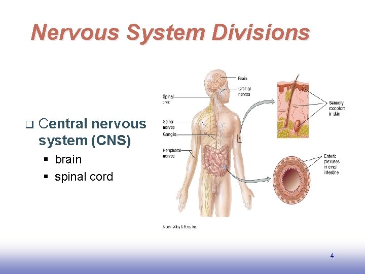 Nervous System Divisions q Central nervous system (CNS) § brain § spinal cord 4