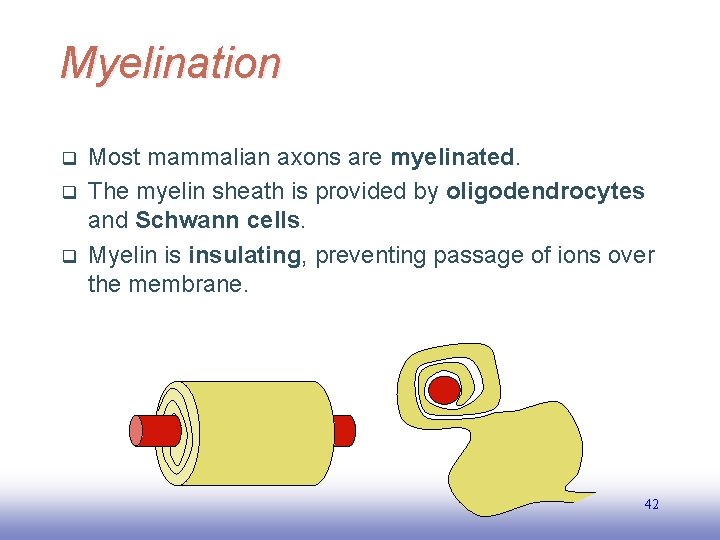 Myelination q q q Most mammalian axons are myelinated. The myelin sheath is provided