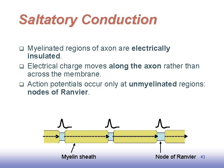 Saltatory Conduction q q q Myelinated regions of axon are electrically insulated. Electrical charge
