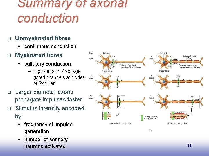 Summary of axonal conduction q Unmyelinated fibres § continuous conduction q Myelinated fibres §