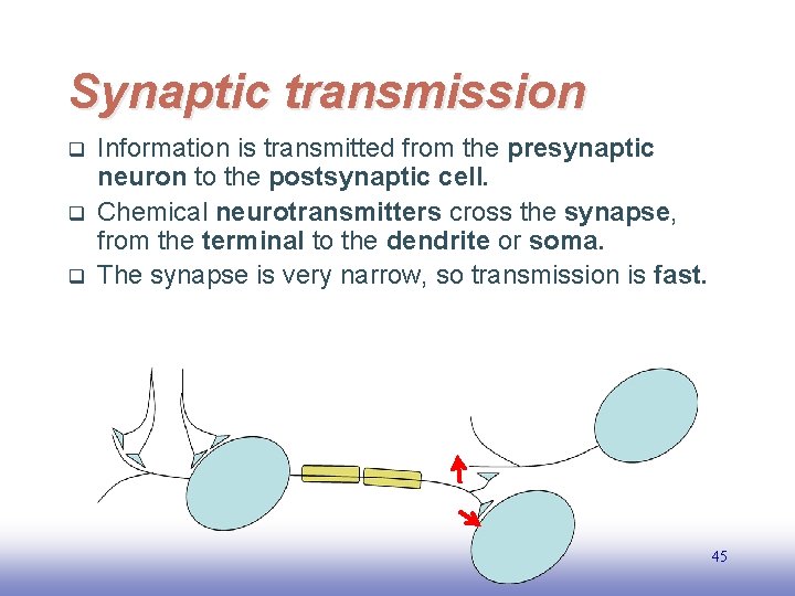 Synaptic transmission q q q Information is transmitted from the presynaptic neuron to the