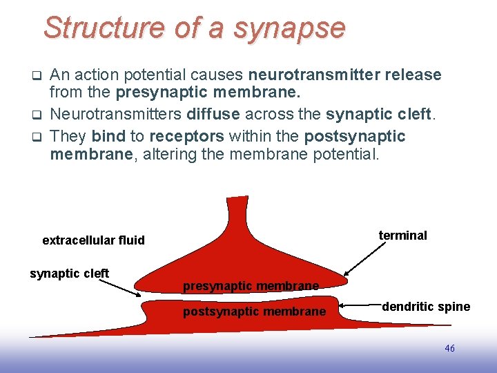 Structure of a synapse q q q An action potential causes neurotransmitter release from
