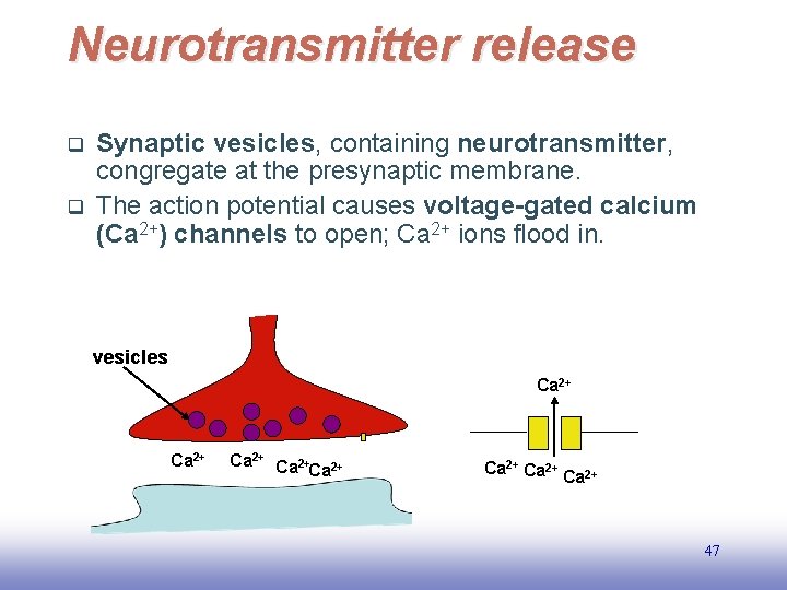 Neurotransmitter release q q Synaptic vesicles, containing neurotransmitter, congregate at the presynaptic membrane. The