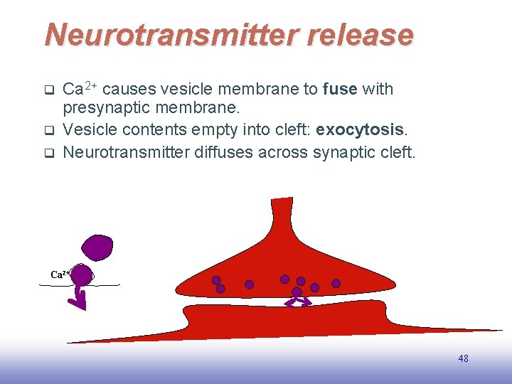 Neurotransmitter release q q q Ca 2+ causes vesicle membrane to fuse with presynaptic