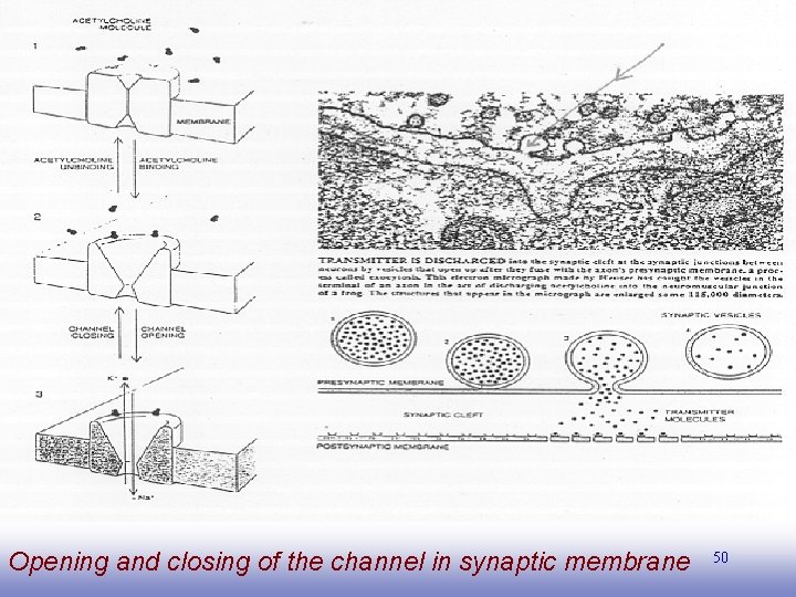 Opening and closing of the channel in synaptic membrane EE 141 50 