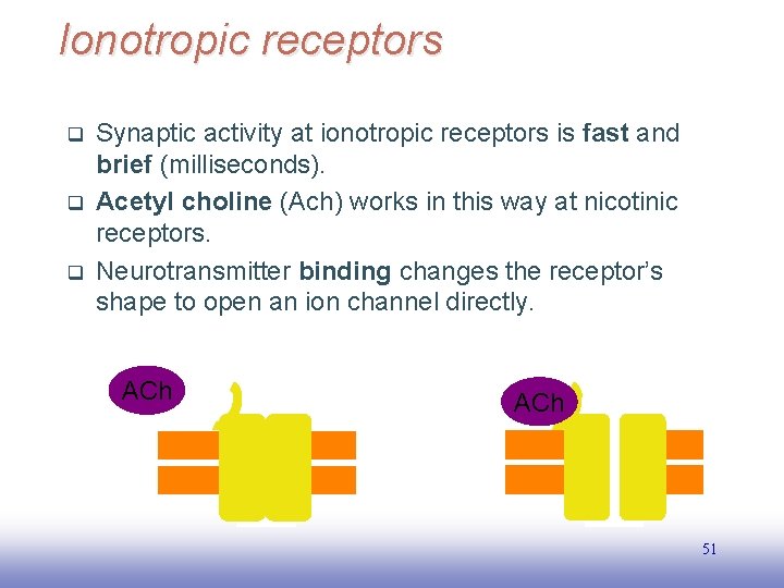 Ionotropic receptors q q q Synaptic activity at ionotropic receptors is fast and brief