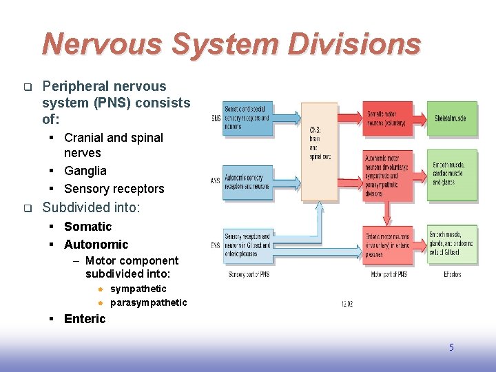 Nervous System Divisions q Peripheral nervous system (PNS) consists of: § Cranial and spinal