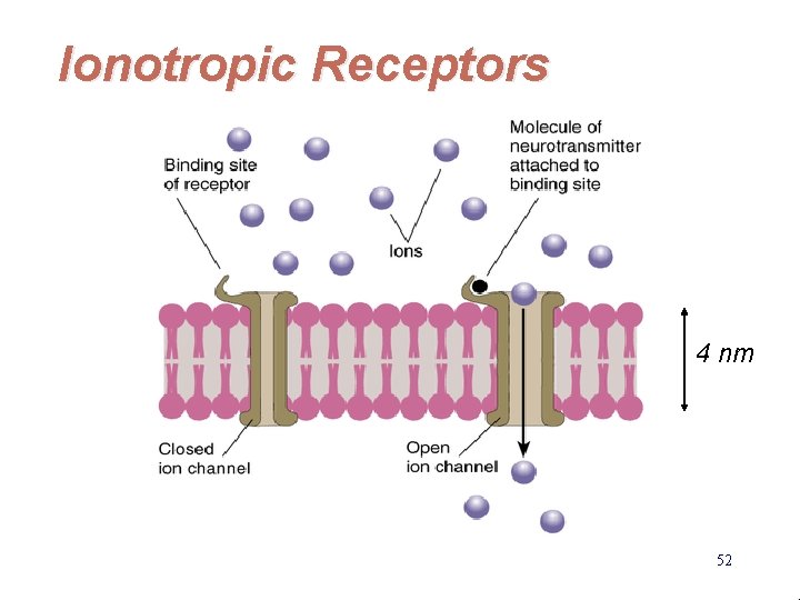 Ionotropic Receptors 4 nm 52 EE 141 
