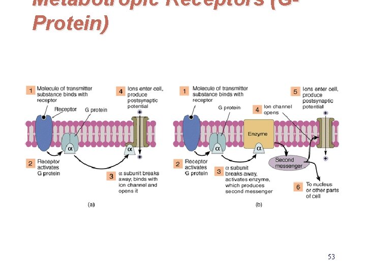 Metabotropic Receptors (GProtein) 53 EE 141 