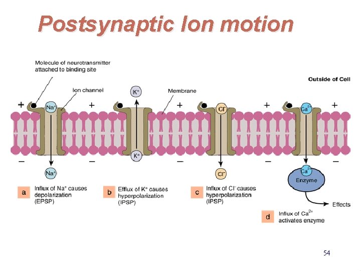 Postsynaptic Ion motion 54 EE 141 