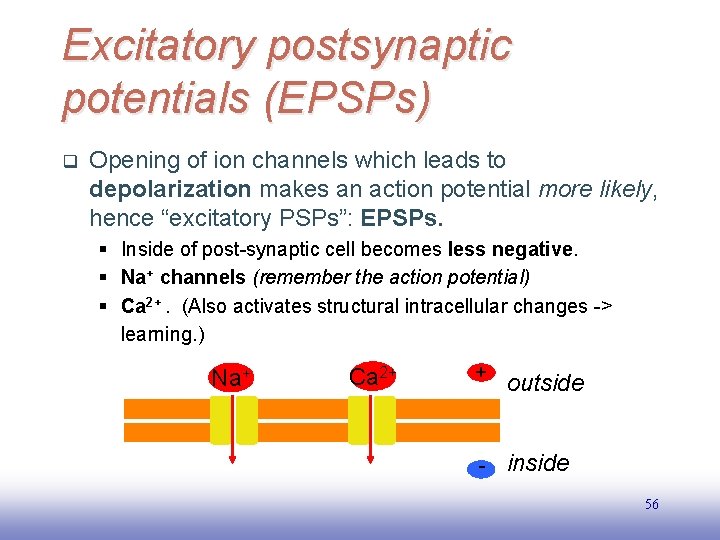 Excitatory postsynaptic potentials (EPSPs) q Opening of ion channels which leads to depolarization makes