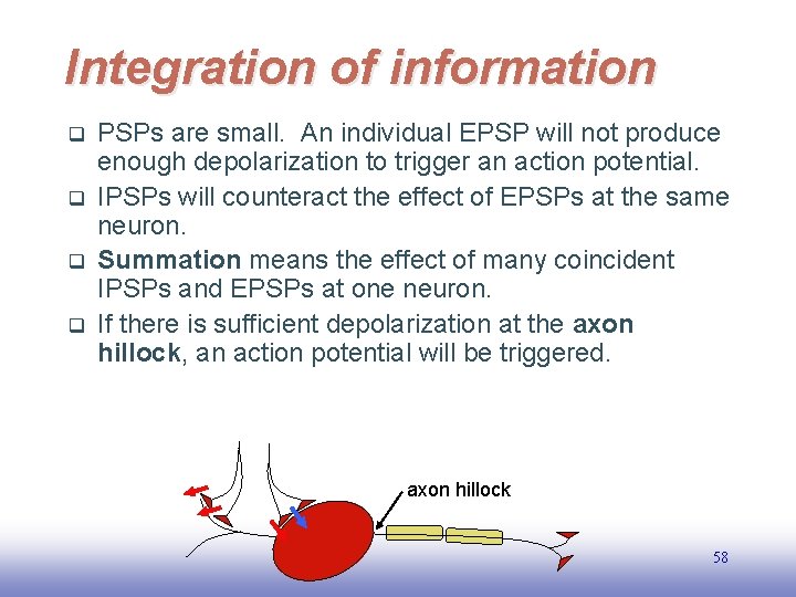 Integration of information q q PSPs are small. An individual EPSP will not produce