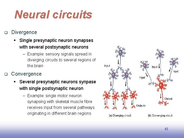Neural circuits q Divergence § Single presynaptic neuron synapses with several postsynaptic neurons –