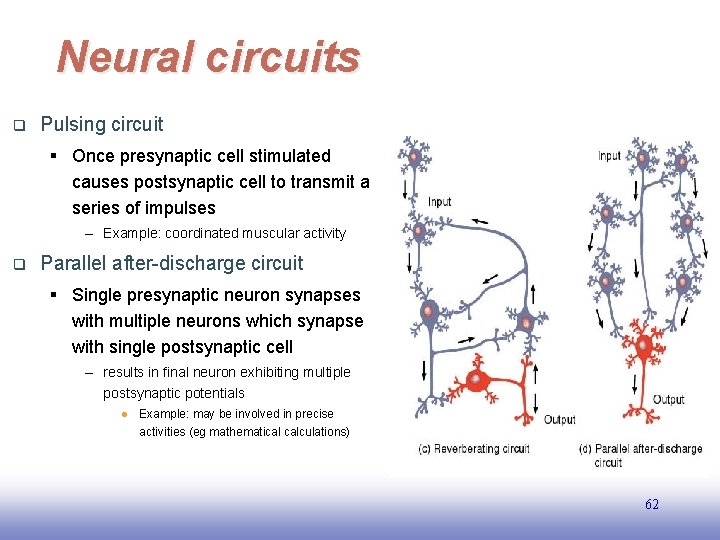 Neural circuits q Pulsing circuit § Once presynaptic cell stimulated causes postsynaptic cell to