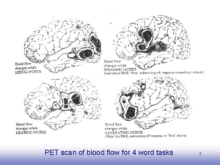 PET scan of blood flow for 4 word tasks EE 141 7 