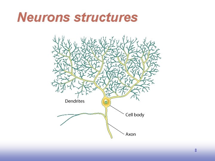 Neurons structures 8 EE 141 