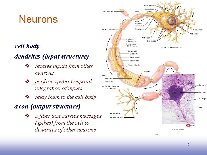 Neurons cell body dendrites (input structure) v receive inputs from other neurons v perform