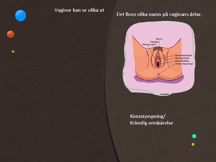 Vaginor kan se olika ut Det finns olika namn på vaginans delar. Könsstympning/ Kvinnlig