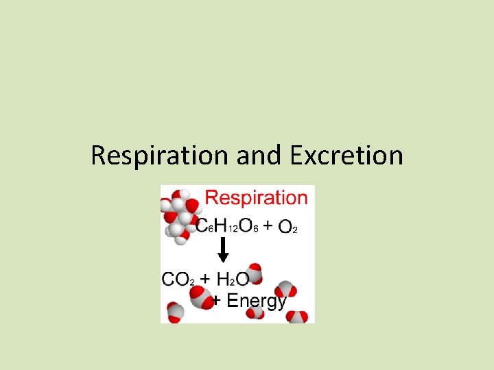 Respiration and Excretion 