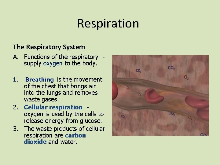 Respiration The Respiratory System A. Functions of the respiratory supply oxygen to the body.