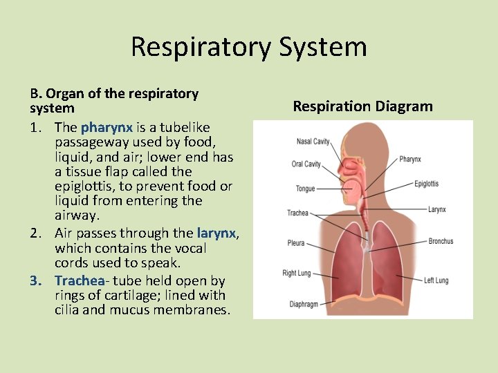 Respiratory System B. Organ of the respiratory system 1. The pharynx is a tubelike