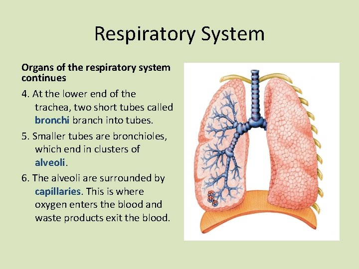 Respiratory System Organs of the respiratory system continues 4. At the lower end of