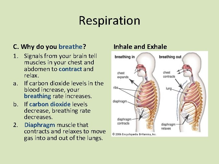 Respiration C. Why do you breathe? 1. Signals from your brain tell muscles in