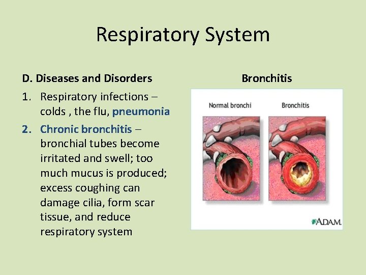 Respiratory System D. Diseases and Disorders 1. Respiratory infections – colds , the flu,